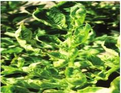 Potato Leaf Curl Virus